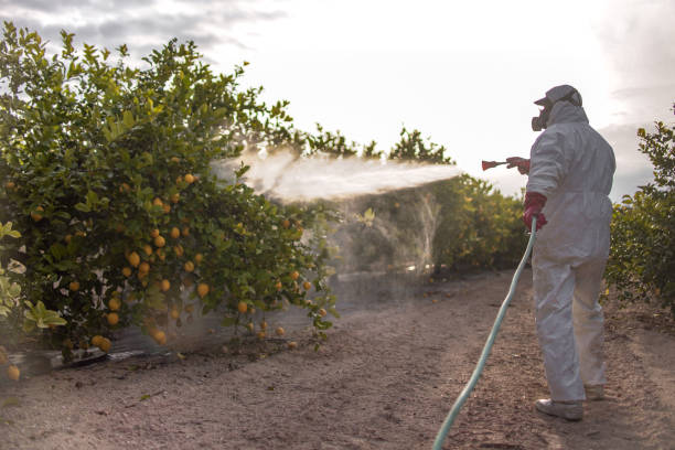 Pest Prevention Services in Lauderdale Lakes, FL